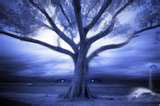 el arbol