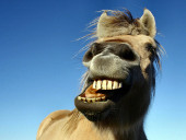 Cavalo mostra dentes