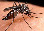 Mosquito da dengue em espanhol
